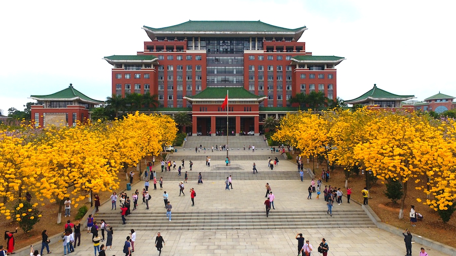 行政楼前黄花风铃木